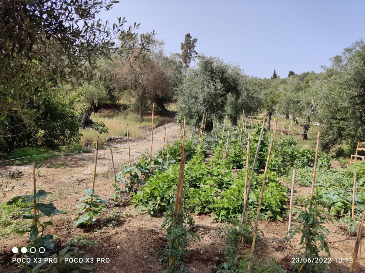 Corfu Oasis Studio Neochorakion Екстериор снимка